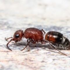 Mutillidae (family) (Unidentified Mutillid wasp or velvet ant) at Macgregor, ACT - 17 Aug 2021 by Roger