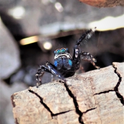 Jotus auripes (Jumping spider) at Holt, ACT - 11 Aug 2021 by CathB
