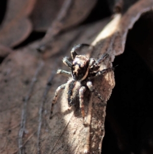 Jotus auripes at Holt, ACT - 11 Aug 2021