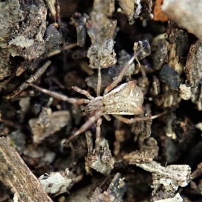 Sidymella trapezia (Trapezoid Crab Spider) at Aranda, ACT - 7 Aug 2021 by CathB
