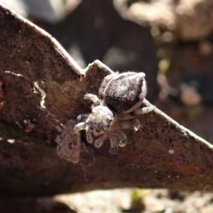 Maratus calcitrans at Aranda, ACT - suppressed