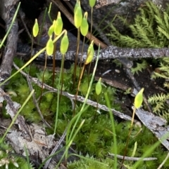 Rosulabryum sp. (A moss) at Wanniassa Hill - 16 Aug 2021 by AnneG1