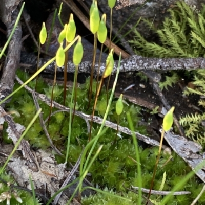 Rosulabryum sp. (A moss) at Fadden, ACT - 16 Aug 2021 by AnneG1