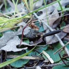 Geoglossum at Aranda, ACT - suppressed