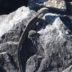 Intellagama lesueurii lesueurii (Eastern Water Dragon) at Evans Head, NSW - 16 Aug 2021 by Claw055