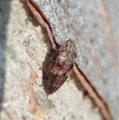 Ledrinae (subfamily) (A Flat-headed Leafhopper) at Cook, ACT - 12 Aug 2021 by CathB