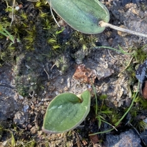 Eriochilus cucullatus at Fadden, ACT - suppressed