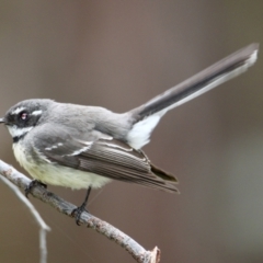 Rhipidura albiscapa (Grey Fantail) at Springdale Heights, NSW - 16 Aug 2021 by PaulF