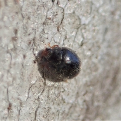 Coccinellidae (family) (Unidentified lady beetle) at Cook, ACT - 12 Aug 2021 by CathB