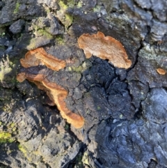 Phellinus sp. (non-resupinate) (A polypore) at Wanniassa Hill - 15 Aug 2021 by AnneG1