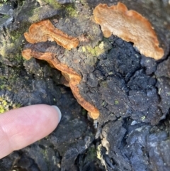 Phellinus sp. (non-resupinate) at Fadden, ACT - 15 Aug 2021 02:58 PM