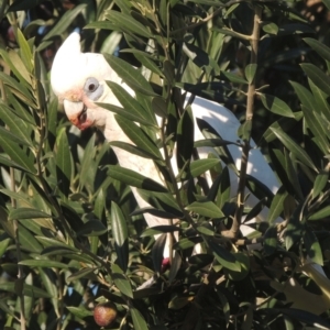 Cacatua sanguinea at Conder, ACT - 19 May 2021