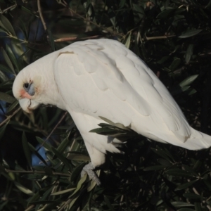 Cacatua sanguinea at Conder, ACT - 17 Jul 2021