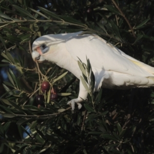 Cacatua sanguinea at Conder, ACT - 17 Jul 2021