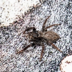 Servaea sp. (genus) at Macgregor, ACT - 14 Aug 2021 by Roger