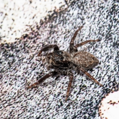 Servaea sp. (genus) at Macgregor, ACT - 14 Aug 2021 by Roger