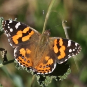 Vanessa kershawi at Majura, ACT - 14 Aug 2021 04:49 PM