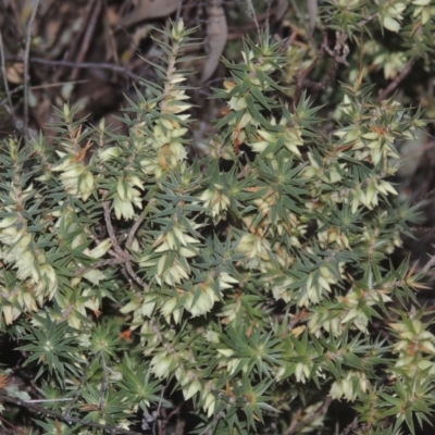 Melichrus urceolatus (Urn Heath) at Tennent, ACT - 7 Jul 2021 by michaelb