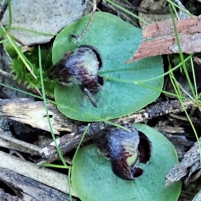 Corysanthes incurva (Slaty Helmet Orchid) by CathB