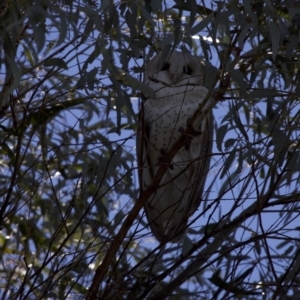 Tyto alba at Gungahlin, ACT - 15 Aug 2021