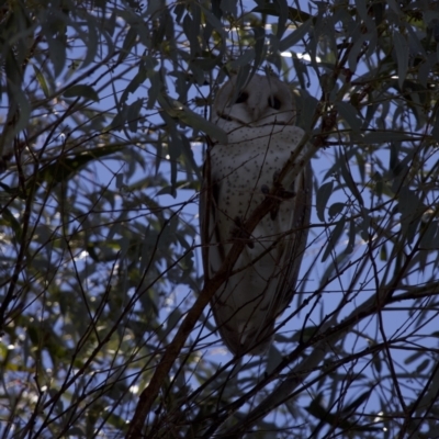 Tyto alba (Barn Owl) at Gungahlin, ACT - 15 Aug 2021 by ammb