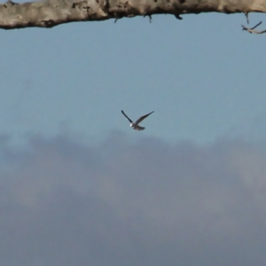 Elanus axillaris at Throsby, ACT - 1 Sep 2021