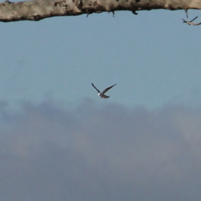 Elanus axillaris (Black-shouldered Kite) at Throsby, ACT - 31 Aug 2021 by davobj