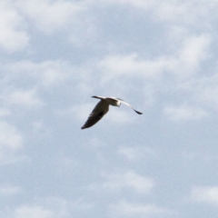 Elanus axillaris at Throsby, ACT - 1 Sep 2021