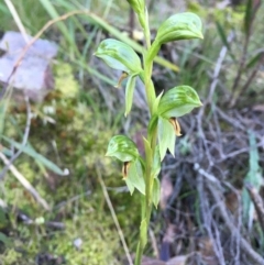 Bunochilus umbrinus (ACT) = Pterostylis umbrina (NSW) (Broad-sepaled Leafy Greenhood) by RWPurdie