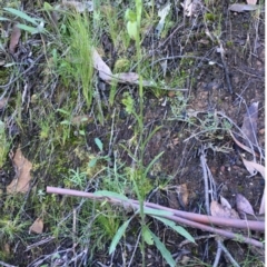 Bunochilus umbrinus (ACT) = Pterostylis umbrina (NSW) at suppressed - suppressed