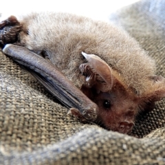Nyctophilus geoffroyi (Lesser Long-eared Bat) at Crooked Corner, NSW - 15 Aug 2021 by Milly