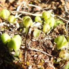 Asterella drummondii (A thallose liverwort) at Kambah, ACT - 17 Aug 2021 by HelenCross