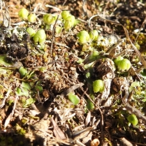 Asterella drummondii at Kambah, ACT - 17 Aug 2021 01:42 PM