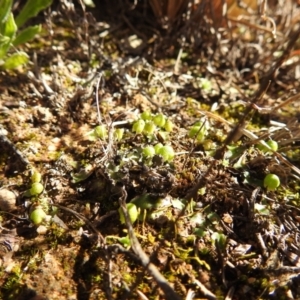 Asterella drummondii at Kambah, ACT - 17 Aug 2021 01:42 PM