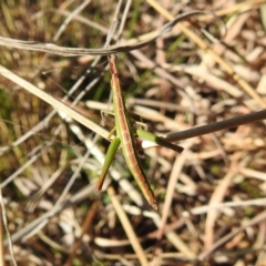 Keyacris scurra (Key's Matchstick Grasshopper) at Kambah, ACT - 17 Aug 2021 by HelenCross