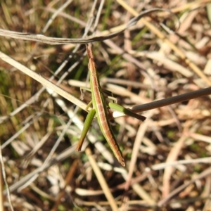 Keyacris scurra at Kambah, ACT - 17 Aug 2021