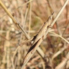 Keyacris scurra at Kambah, ACT - 17 Aug 2021