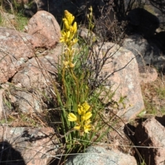 Bulbine glauca (Rock Lily) at Stromlo, ACT - 14 Aug 2021 by HelenCross