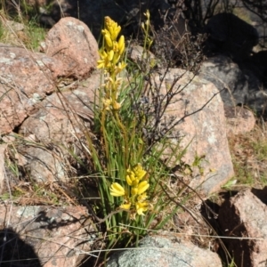 Bulbine glauca at Bullen Range - 14 Aug 2021 11:45 AM