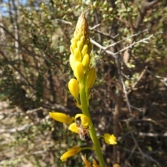 Bulbine glauca at Bullen Range - 14 Aug 2021 11:45 AM