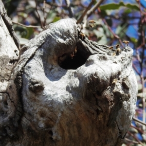 Apis mellifera at Kambah, ACT - 17 Aug 2021