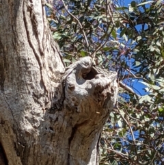 Apis mellifera at Kambah, ACT - 17 Aug 2021 01:23 PM