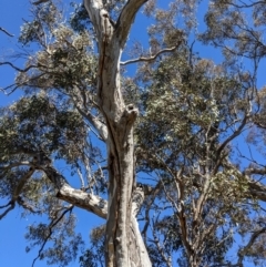 Apis mellifera at Kambah, ACT - 17 Aug 2021 01:23 PM