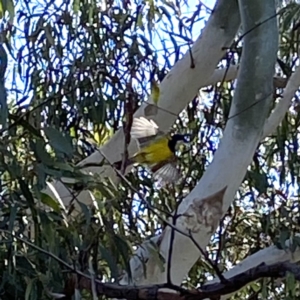 Pachycephala pectoralis at Yarralumla, ACT - 17 Aug 2021 01:00 PM