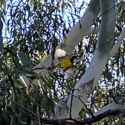 Pachycephala pectoralis (Golden Whistler) at Yarralumla, ACT - 17 Aug 2021 by RAllen