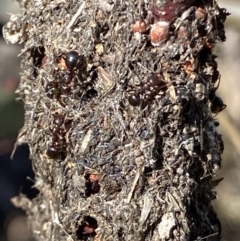 Papyrius sp. (genus) (A Coconut Ant) at Wanniassa Hill - 14 Aug 2021 by RAllen