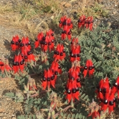 Swainsona formosa (Sturt's Desert Pea) at Tibooburra, NSW - 4 Jul 2021 by NedJohnston