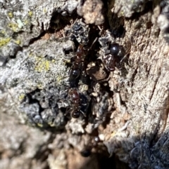 Papyrius sp. (genus) at Macarthur, ACT - 14 Aug 2021