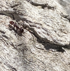 Papyrius sp. (genus) at Macarthur, ACT - suppressed