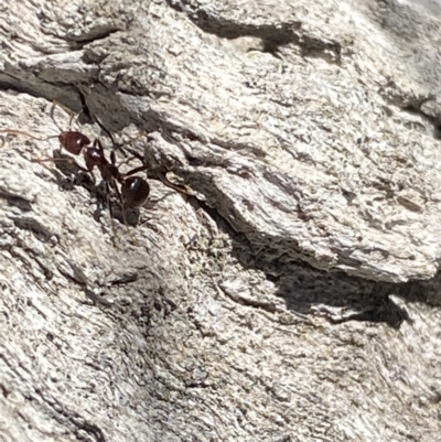 Papyrius sp. (genus) (A Coconut Ant) at Macarthur, ACT - 14 Aug 2021 by RAllen